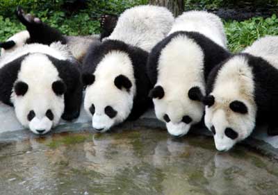 Résultat de recherche d'images pour "le panda"
